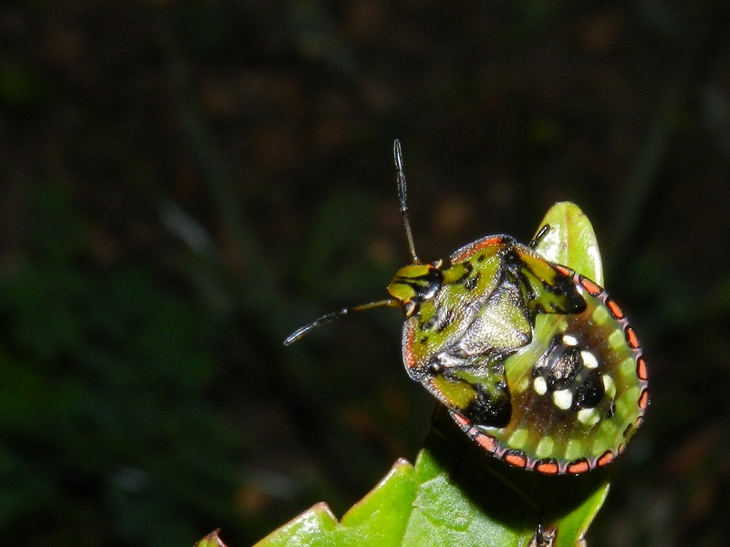 Nezara viridula fasi di crescita